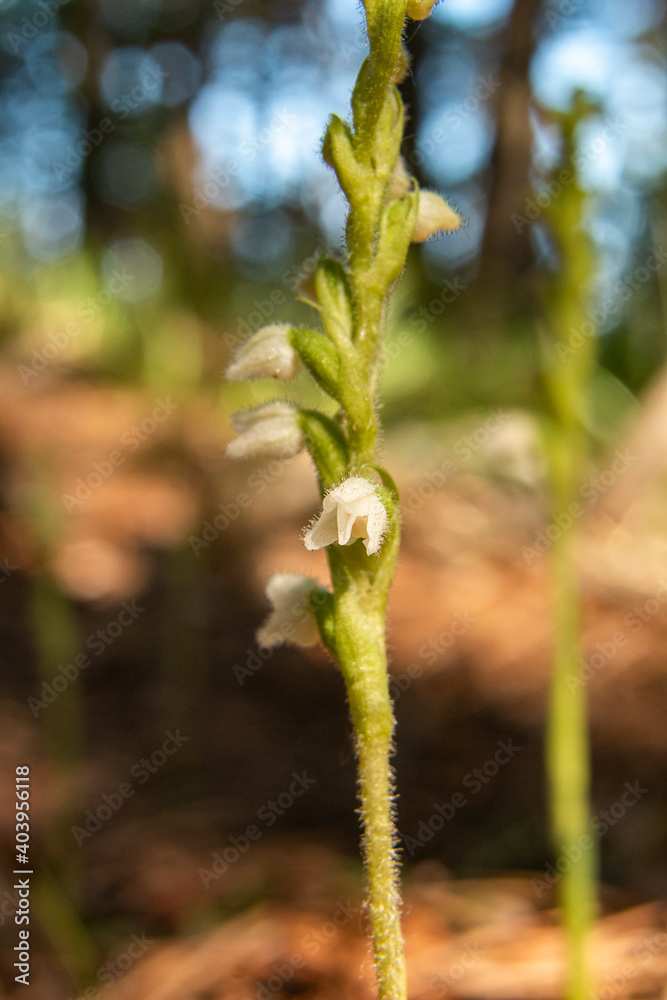 Orchid of Autumn Lady's-tresses macro photography Orchid of Autumn Lady's-tresses macro photography