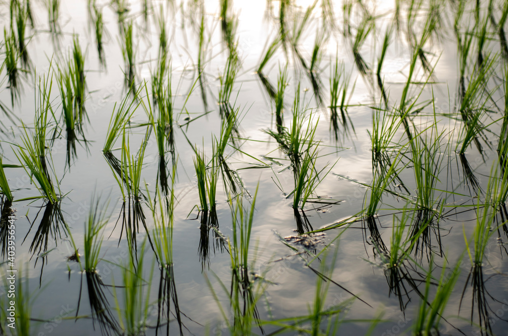 Obraz premium rice in the water