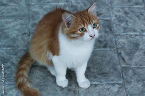 Ginger cat sits on a tile and looks up