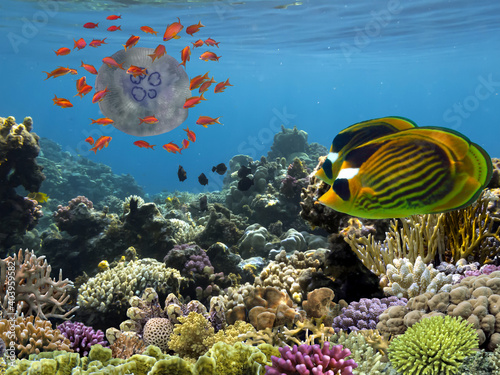 Podwodna panorama w rafie koralowej z kolorowymi rybami tropikalnymi i życiem morskim