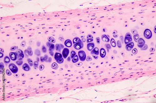 Education anatomy and Histological sample of Human under the microscope.
