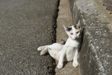 Cute Calico laying on a suburban road.
