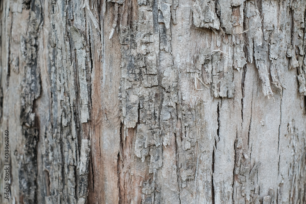 Old wood tree texture background pattern, Wooden texture close up photo Old wood tree texture background pattern, Wooden texture close up photo