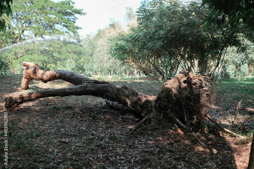 A fallen big tree is rotting in the middle of the park
