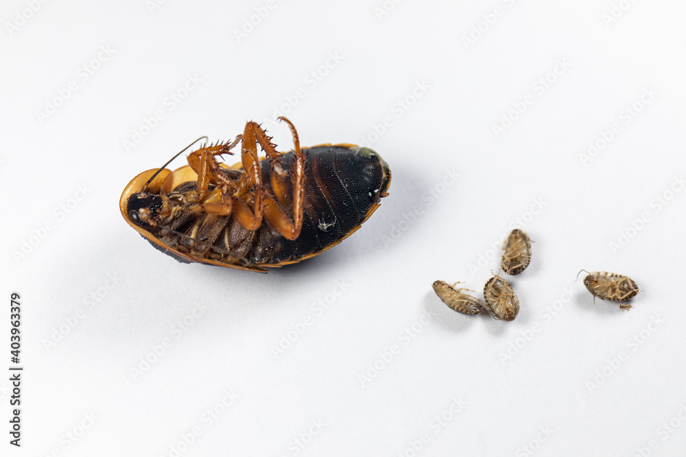 Visual Reference: Foto De Study Of The Structure Of Blaptica Dubia Dubia