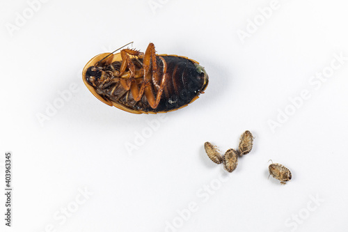 Study of the structure of Blaptica dubia, Dubia roach, also known as the orange-spotted roach in the laboratory.
 photo