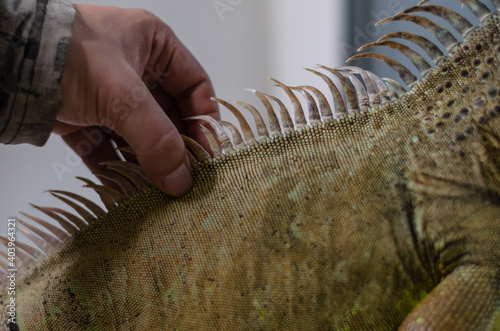closeup view of the male hand touching the green iguana