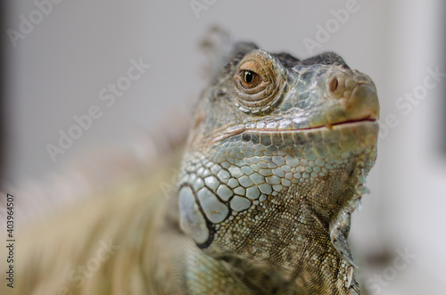 closeup view of the green iguana