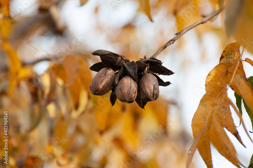 Pecans on a tree in a pecan orchard photo
