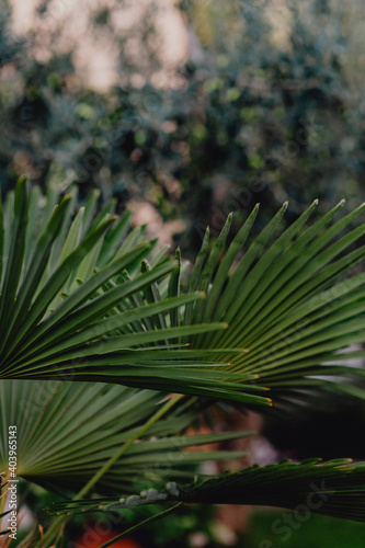 Green natural dwarf palmetto leaves