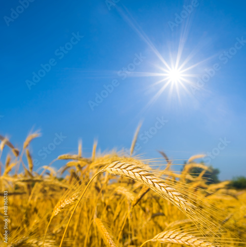closeup golden wheat field under a sparkle sun  summer agricultural scene