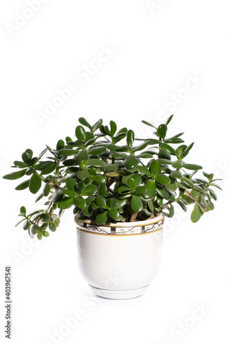 Houseplant Crassula in a flower pot on a white background