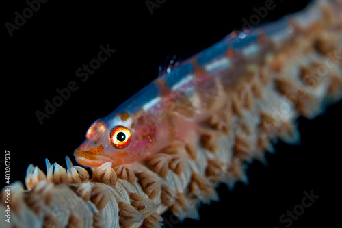 Whip coral goby aka wire coral goby with black background  - Bryaninops yongei photo