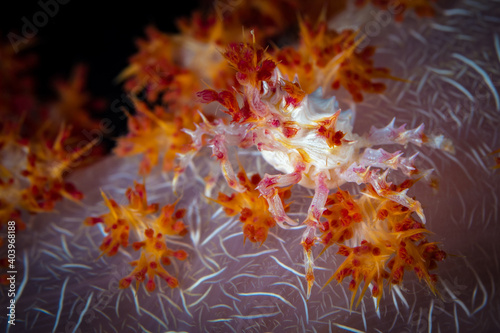Soft coral candy crab (Hoplophrys oatesi) camouflaging on coral reef