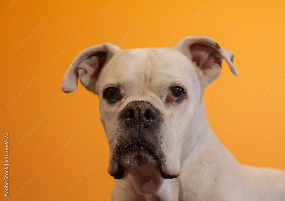 Portrait of a White Boxer Dog on an orange background