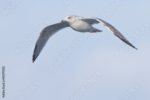 Herring Gull (Larus argentatus) subadult (3rd winter), in flight, Bressay, Shetland, Scotland, UK.