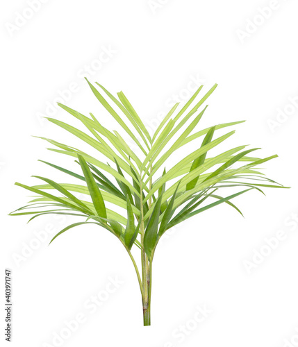 Young palm tree isolated on white background