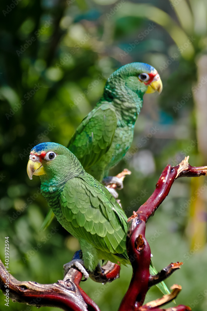Naklejka premium White-fronted Amazon (Amazona albifrons)