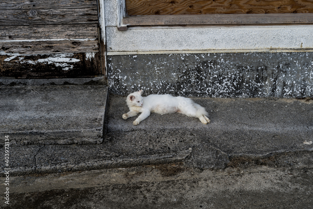 与論島 Yoron island ネコ cat