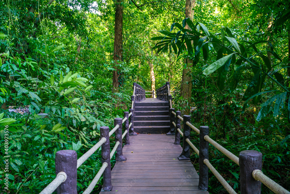 Obraz premium Walk pathway in tropical rain forest waterfall park