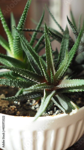 Vertical shot of a white pot of Haworthia succulent photo