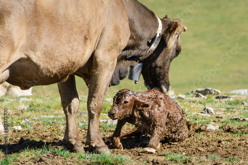 El nacimiento de un ternero © Sergio