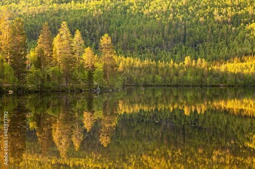 Summertime reflections of a forest in arctic Norway