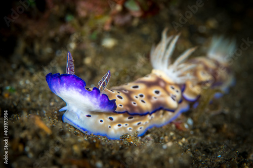Leopard Chromodoris Nudibranch Sea Slug (
Goniobranchus leopardu )