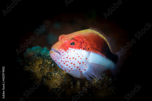 White and red coral grouper swimming about coral reef photo