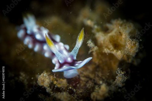 Colorful nudibranch sea slug on coral reef © Mike Workman