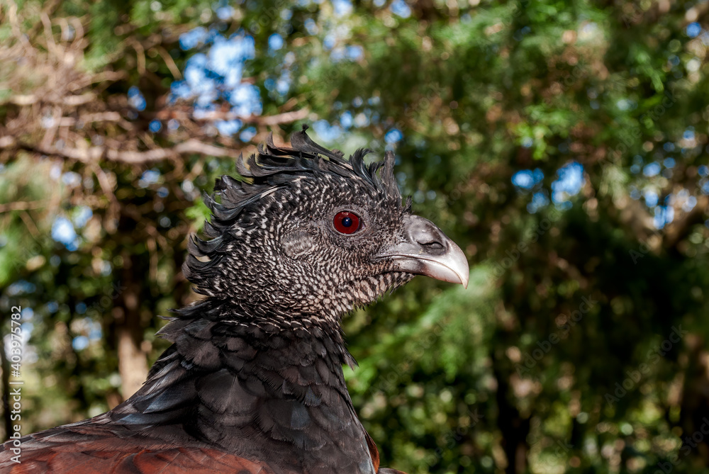 Obraz premium Female Great Curassow (Crax rubra) in tropical forest, Nicaragua