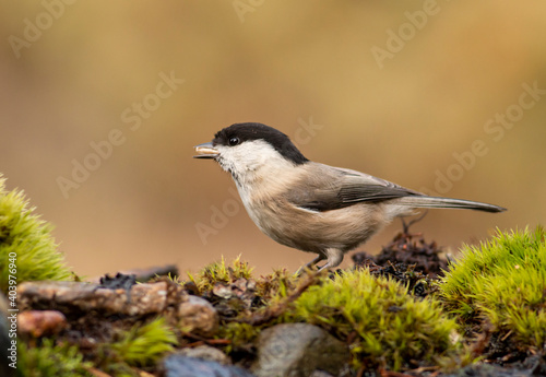 Small Willow Tit in autumn forest