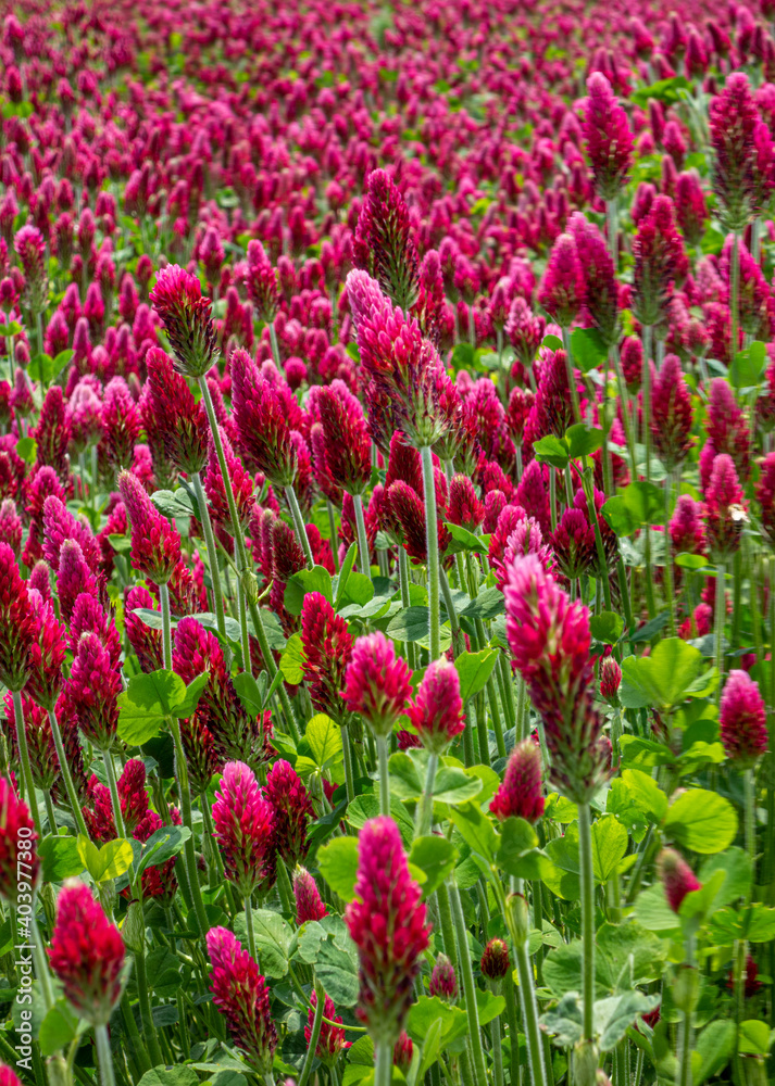 tulips in the garden tulips in the garden