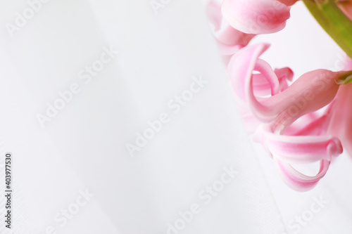 Crocus, plural crocuses or croci is a genus of flowering plants in the iris family. A single crocus, a bunch of crocuses, a meadow full of crocuses, close-up crocus. Crocus on a white background.