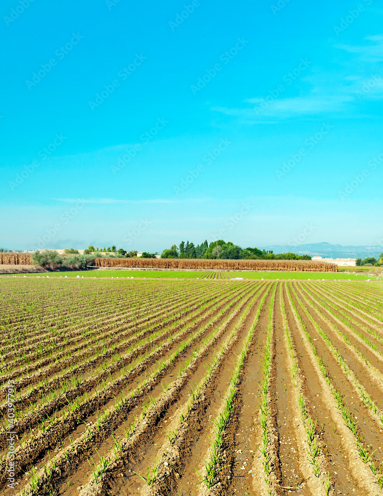 Field in the province of Granada