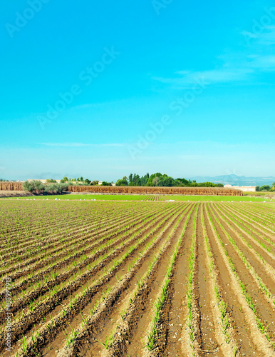 Field in the province of Granada