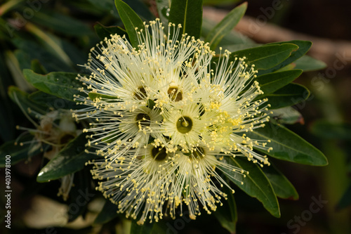 Punk Tree flower photo