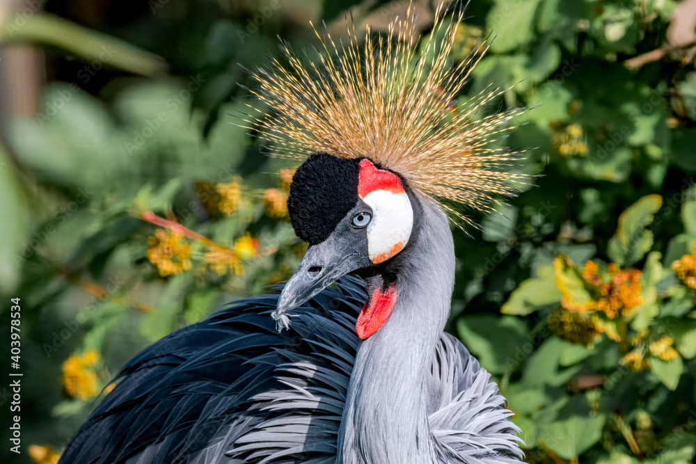 Fototapeta premium Grey Crowned Crane (Balearica regulorum) in park