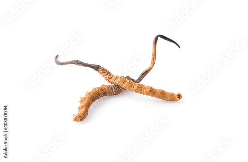 Ophiocordyceps sinensis isolated on white background