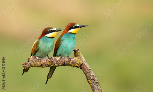 Pair of Common Bee-eater perch on stick