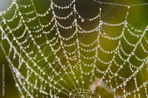 Spiderweb. Tela de araña mojada por la lluvia y el frío de invierno