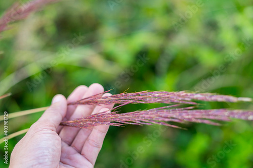 Man Hand holding Pink Muhly Grass Muhlenbergia Capillaris.