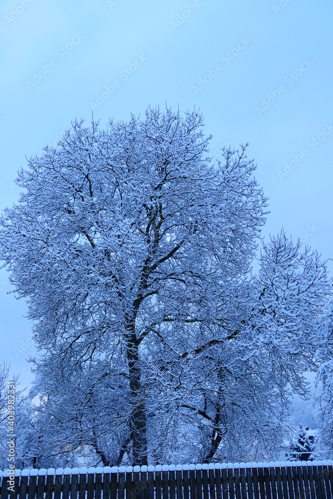Parkbäume im Winterkleid