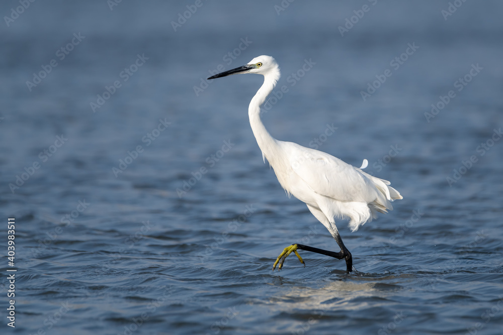 Little egret wading in ake