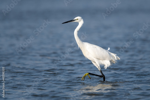 Little egret wading in ake © Annika Evensen