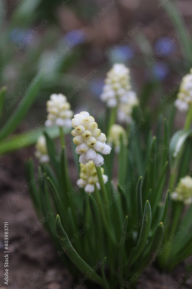 Big beautiful white hyacinth flower. Early spring