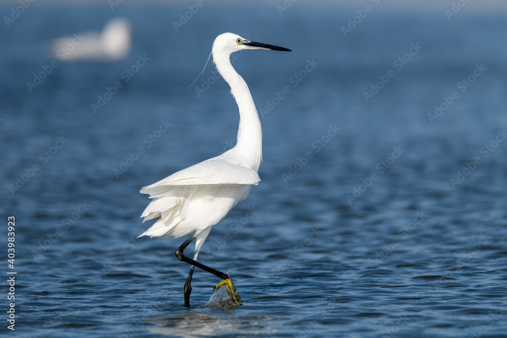 Little egret wading