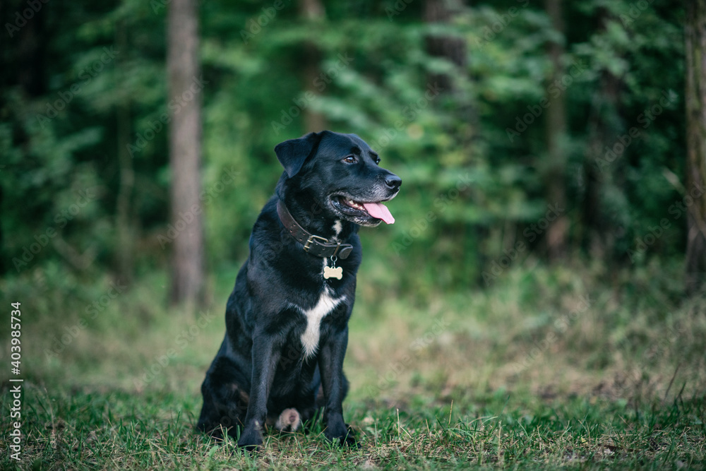 Portrait of a black labrador in the evening forest.