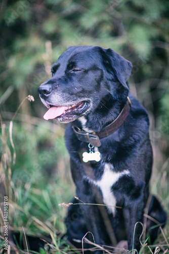 Portrait of a black labrador in the evening forest.