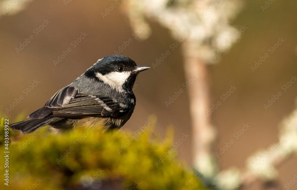 Naklejka premium Coal Tit perching on mossy branch